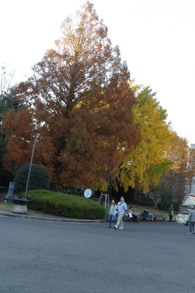 上野にある東京国立博物館(東博)の秋の日本庭園公開(https://4travel.jp/travelogue/11417905、https://4travel.jp/travelogue/11417923)(10月23日(火)~)は最終日の12月2日(日)に少し紅葉し始めた状態で閉園になってしまったと係員が言う。一方、皇居乾門通り通り一般公開はこの秋に開催されることは告知されていたが、紅葉の状態を確認しながらで、期日(平成30年12月1日(土)~12月9日(日))が発表されたのは平成30年11月12日である。結果、いづれも紅葉を楽しむ公開であろうが、たった2日しか重複した日がなかったのである。上野の山といっても何100mもの標高がある山ではない。紅葉の時期は大雑把に言えば一緒であろう。本質的には桜の開花や紅葉が遅れる場合には宮内庁では何日か延長した場合があるのに対し、東博ではそうしたことの配慮は一切ないことである。公開する目的を考えたら東博のやり方では納得できる人はいないだろう。<br /> 東博ではユリノキは完全に落葉していたが、表慶館横のメセタコイア、銀杏、プラタナスと黒門前のカイノキの紅葉・黄葉が見られた。<br />(表紙写真はマタセコイア、銀杏、プラタナスの木々の紅葉・黄葉)