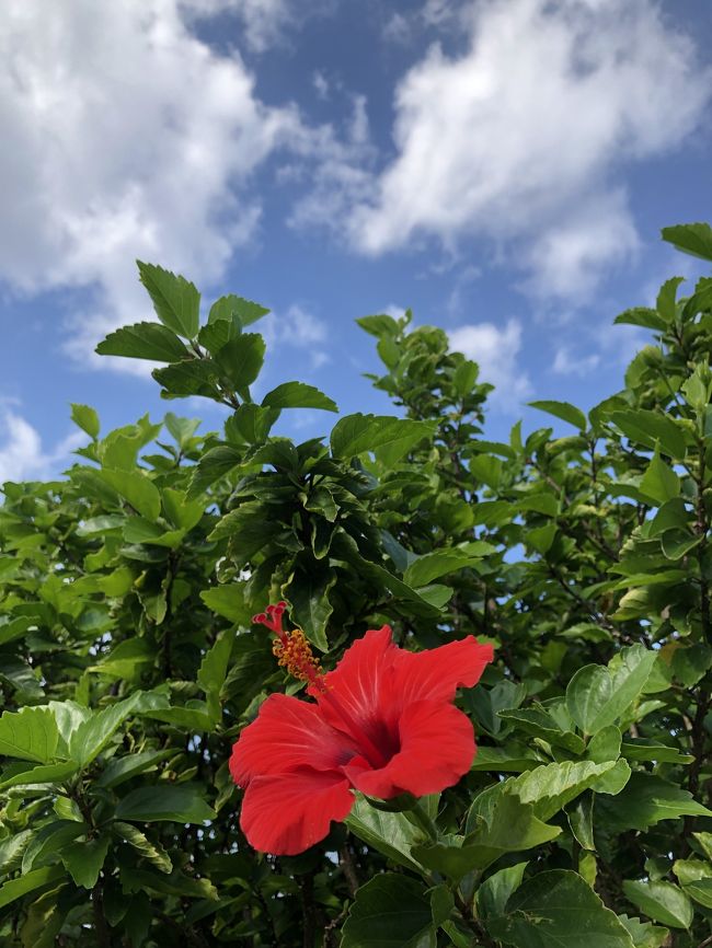 ここでは回った観光地を中心に。<br />旅行話のネタについででいいかーと何気に行った城跡に感動してしまいました。今帰仁城跡で出会えた絶景は忘れられない思い出に。<br /><br />旅行記1では日航アリビラを中心に。<br />旅行記2では今帰仁城跡と観光を載せます。