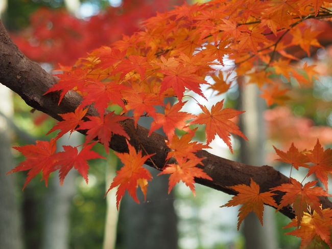 12月に入り、23区内でも紅葉が始まりました。週末行こうと選んだのはテレビで紹介していた大田黒公園。それまで存在すら知らなかった公園ですが、山や渓谷とは違う趣のある庭園の紅葉を楽しみました。<br /><br />大田黒公園とは<br />「音楽評論家の大田黒元雄氏の屋敷跡地に、杉並区が日本庭園を整備して、昭和５６年１０月１日に開園した」公園です。（HPより）