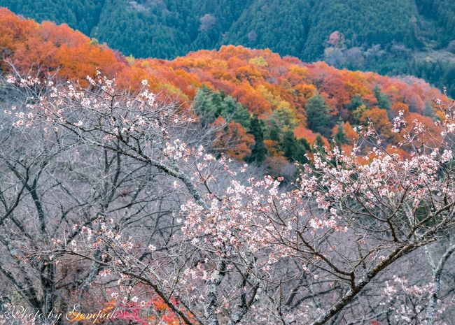 　写真好き仲間のＫさん、Ｉさんと冬桜が見頃を迎えている藤岡市の桜山公園と近隣の城峰公園に出掛けてきた。桜山公園は7000本の冬桜と、ややピークは過ぎつつあるものの紅葉のコラボレーションが見事でした。<br />　晩秋から初冬にかけて咲く冬桜というものがあることは知識としては持ち合わせているものの、桜と言えば季節は春と頭の中に刷り込まれている。紅葉と桜が同時に風景の中に入っているというのは、感覚的には奇妙な印象ではあるが、珍しい風景をたっぷり楽しんできた。写真的には、あまり良い写真は撮れなかったので、ズラズラと同じような写真が並ぶだけの旅行記になってしまったが・・・