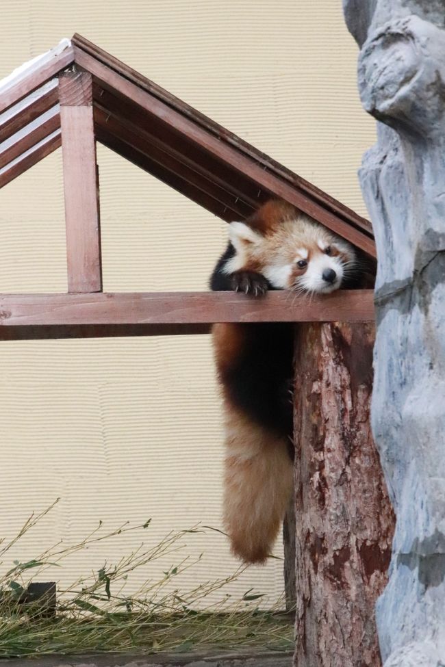 北海道レッサーパンダ遠征＆温泉ホテルとグルメの旅（２）旭山動物園（前編）Hello！ 桃桃ちゃんと梨梨ちゃん！～３年連続で赤ちゃんが生まれたレッサーパンダと３度目の来園で初めて見たモート下チャーミン＆我が地元埼玉ズーからやってきたマヌルネコに再会＆冬毛で真っ白なホッキョクギツネ