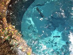 富士山を追いかけて 2  ☆柿田川湧水公園☆