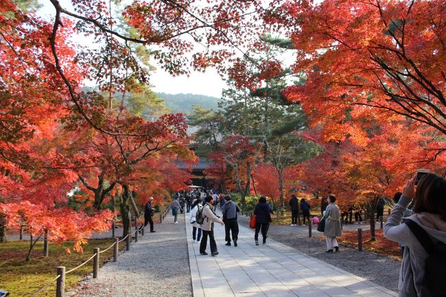 紅葉の時期の京都は一番混んでいると噂では聞いていました<br /><br />しかし、それほど人が集まる紅葉の魅力はどんなものなのか一度は見てみたいと２月から京都旅行を計画<br /><br />ホテルも混雑するということで２月に予約しました<br /><br />どこへ行くかも念入りに計画し、毎日朝から晩まで行動しましたが、楽しい３泊４日をすごすことができました(&#39;ω&#39;)<br /><br />３日目の旅行記です<br /><br />この旅行記が京都旅行の参考になれば幸いです♪<br /><br />１日目<br />https://4travel.jp/travelogue/11430030<br />２日目嵐山編<br />https://4travel.jp/travelogue/11430053<br />２日目雲龍院編<br />https://4travel.jp/travelogue/11430082<br />２日目正寿院編<br />https://4travel.jp/travelogue/11430092<br />２日目勝林寺、伏見稲荷大社編<br />https://4travel.jp/travelogue/11430110<br />４日目<br />https://4travel.jp/travelogue/11430319