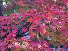 久しぶりの京都～