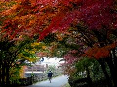 横浜の紅葉　２０１８　三ッ池公園、四季の森公園