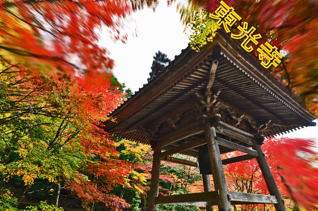 　　　2018紅葉（08）11/23ひっそりたたずむ紅葉名所東光寺<br /><br />　東光寺は聖徳太子が創建したと<br />言われているお寺で<br />山の麓にひっそりと佇んでいる寺院です。<br /><br />東光寺へ。階段上に建つ山門に迎えられ、<br />（山岳寺院）境内に導かれます。<br />聖徳太子ゆかりの寺院<br />浄土宗の中本山格の寺で、白鹿背山巨徳院東光寺。<br />寺伝によると、<br />聖徳太子が薬師如来を安置するために本堂を建立し、<br />恵心僧都源信が入寺して以降、天台宗となる。<br />永禄年間の兵火で荒廃していた寺を、<br />深誉円知上人によって再興され、浄土宗となる。<br />三度の火災に遭い、明治26（1893）年に、<br />営誉経海上人によって再建され、現在まで至っている。<br /><br /> そんな東光寺の紅葉の見頃は、<br /><br />11月中旬から下旬にかけてです。<br />よって、永源寺を見終えて帰る時に、<br />小雨の中カメラ仲間と一緒に来ましたので、<br />三年ぶり4度目の穴場的な存在の東光寺を案内。<br />（滋賀の紅葉の隠れた名所三大穴場は、湖宮神社.教林坊.東光寺）<br /><br />銀杏の黄色と紅葉の赤・オレンジ色の<br />コントラストが絶妙ですが、<br />最近は、両者が成り立たなく銀杏が今回も殆ど散ったので。<br />しかし、知る人ぞ知る紅葉の名所です、<br />ここは、善意で拝観料も要らず、自由に参拝できる、<br />紅葉穴場のスポットをなので、カメラ愛好家が黙っていません。<br />鐘楼の横のモミジこの周辺が一番の紅葉。<br />マナー違反の三脚使用で撮影してます。<br />何時か問題になるので気を付けて欲しいですね。<br /><br />見渡すたびにその景観（紅葉）の素晴らしさを発見する為に<br />紅葉と新緑に囲まれ幽玄の世界........今年も、順次アップを<br />2018紅葉（01）11/11揖斐川町・谷汲山華厳寺<br />　　　　　→→　https://4travel.jp/travelogue/11424956<br />2018紅葉（02）11/15多治見・虎渓山永保寺<br />　　　　　→→　https://4travel.jp/travelogue/11425782<br />2018紅葉（03）11/17美濃の正倉院・両界山横蔵寺<br />　　　　　→→　https://4travel.jp/travelogue/11425753<br />2018紅葉（04）11/18紅葉を愛でながら博物館明治村<br />　　　　　→→　https://4travel.jp/travelogue/11426762<br />2018紅葉（05）11/21東海一の紅葉・足助/香嵐渓の紅葉<br />　　　　　→→　https://4travel.jp/travelogue/11427774<br />2018紅葉（06）11/21四季桜と紅葉のコラボ ・川見四季桜の里<br />　　　　　→→　https://4travel.jp/travelogue/11435970<br />2018紅葉（07）11/23もみじの里・紅葉の名所「大本山永源寺」<br />　　　　　→→　https://4travel.jp/travelogue/11429517<br />2018紅葉（08）11/23ひっそりたたずむ紅葉名所東光寺<br />　　　　　→→　https://4travel.jp/travelogue/11430274<br />2018紅葉（09）11/25湖東三山・金剛輪寺と紅葉<br />　　　　　→→　https://4travel.jp/travelogue/11431653<br />2018紅葉（10）12/01石の寺　教林坊の紅葉と庭園<br />　　　　　→→　https://4travel.jp/travelogue/11432675<br />2018紅葉（11）12/05近江の隠れた紅葉名所胡宮神社<br />　　　　　→→　https://4travel.jp/travelogue/11434032