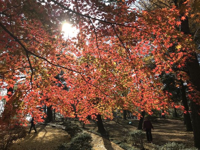 Ｍycalssが日々ウォーキングをしている市民にも人気がある若草公園のの紅葉を<br /><br />長い期間かけて撮影した。　色ずく行程をご覧ください。