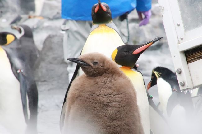 レッサーパンダも、もぐもぐタイムが見たかったなあ。<br />でも、旭山動物園再訪は２日とも平日にしたので、イベントが減るのはしかたがありません。<br />ホッキョクグマとアザラシとペンギンのもぐもぐタイムは平日を含めて、毎日開催されているようです。<br />そして、今回は、あちこち広く見て回るより、レッサーパンダに張り付いていた時間を長くし、この３つのもぐもぐタイムは制覇しました。<br />平日でもイベントとなると予想以上に混雑していましたが、それでも、ぎりぎりに駆けつけて、はじめは人垣で全然見えなくても、途中で見学者が減り、なんとか見学することができました。<br />ホッキョクグマの場合は、もぐもぐタイム見学待ちの列が、開始前から屋外までずらっと続いていたくらいでした。でも、２日目は15分前にはスタンバイしていたので、ガラスのすぐ前で見学できました。<br />もっとも、ホッキョクグマのもぐもぐタイムの場合は、混雑解消のため、途中入れ換えがある２段階制でした。<br />ただ、はじめはそれを知らなかったので、ホッキョクグマ館の外から並んでまで見学する気にはならず、１日目はあきらめたわけでした。<br />でも、２日目は15分前に見学しに行っていたので、そのままホッキョクグマを見ながら待てたので待つことにしたわけでしたが、待った甲斐はやはりありました！<br />もぐもぐタイムが行われたこれら３種の動物のうち、強いて言うなら、ホッキョクグマが一番、もぐもぐタイム時の見ごたえが大きかったからです。<br /><br />旭山動物園は３回目の再訪で、これらの動物のもぐもぐタイムを見るのはじめてではありません。<br />もぐもぐタイムが少ない日に訪れていたせいもあり、なんだかんだ言って、毎回しっかり見学しています。<br />そしてホッキョクグマのもぐもぐタイムが一番見ごたえがあったとあらためて思ったのは、もぐもぐタイムのないふだんの時間帯の動物と、もぐもぐタイム中の動物の魅力の差の大きさからでした。<br /><br />ホッキョクグマは、個体紹介はあったものの、まさにいま出ている子が誰かという掲示はなかったので、私には会えた子が誰か区別がわからずじまいになってしまったのですが、みんなすでに大人ということもあり、ふだんはのんびり過ごし、常同行動はしていなかったみたいですが、歩くか寝るかなので、もぐもぐタイムの時以外は、いつ見に行ってもおとなしかったです。<br />ホッキョクグマであっても、ふつうは用もないのに冷たすぎるプールには入らないようなので、この季節の旭川では、ホッキョクグマがプールに入り、そのからだの大きさや迫力を見せつけてくれるのは、もぐもぐタイムのときくらいでしょう。<br />シロクマが可愛い存在というより、ほんとは人間が全く及ばない身体能力を持つ生き物であることを実感できるのは、やはり食事をするために動いているときだと思いました。<br /><br />ペンギンやあざらしは、もぐもぐタイムをはずしてしまっても、私にとっては、ふだんとの見ごたえの差───あくまで動物園での楽しみという意味で───は、ホッキョクグマほど大きくなかったです。あくまで比較の話です。<br />でも、特にあざらしは、ガラス越しに泳ぐ姿とたまに円筒を上下する姿を見ていると、時間を忘れそうになるほどでした。<br />まんまるなあざらしが、ただゆったりと泳いでいる姿。<br />飼育数も多いので、そんな泳ぐあざらしが途切れることはなかったし、見ていると、泳ぎ方にも個性があることに気付きました。<br />特に、白っぽい１頭───としか見分けていませんでしたが、ガラス窓越しにちらっと見学者の方を見てくれる頻度が高かったです。<br />円筒を上下するあざらしは、ただ見ているだけでも癒されますが、同時に、そのチャンスを待ち、まともな写真を撮りたい気持ちも、かきたてられてしまうようです。そのチャレンジそのものも、どこかゲーム感覚で、けっこう楽しいのです。<br /><br />ペンギンの給餌は、見るチャンスが多いので、旭山動物園で見逃しても、他の動物園で見られるからいいやと自分をなぐさめやすいです。<br />もぐもぐタイム以外の時間帯でも、ペンギンがよちよち歩いている姿を見るだけでも、かわいくて癒されます＠<br />旭山動物園では、４種類のペンギンが適度に混合展示となっていて、飼育数も多いので、一部の数羽に注目していると、小さなドラマ（？）がけっこう見られました。<br />ふだんからカップルで過ごすこともある一方で、集団行動して他のペンギンに倣う習性があるという２面性のせいもあるでしょうか。<br />そして去年に引き続き今回も、ペンギンの中では、なんといってもキングペンギンのひなが、私にとって最大の見どころでした@<br />びっくりするくらい、ふわふわ、もこもこなひなが、手が届きそうなほどの近さでじっくり見られた幸福＠<br />いまはふわもこ度が増し、大人よりも大きいくらいですが、間近で見られたことでその大きさがより実感できて、感動的でした。<br />ただ、ぺんぎん館に長時間はりついていたわけではなかったですが、やはり、もぐもぐタイムの時間帯とその余韻のある終わってしばらく後の方が、ひなをじっくり見られるチャンスが高いようです。<br />たぶん、親鳥や他の大人のぺんぎんたちがエサ目当てに外に出てくるので、ひなもつられるようにして外に出やすいのかもしれません。ひなはまだ、親からごはんをもらっていて、魚には用がなかったはずですから。<br /><br />また、今回は、ぺんぎん館の最初の水中トンネルで、まるで空を跳んでいるように見えるペンギンの姿が、３回目にしてやっと見られました。<br />ペンギンが泳ぐ気になっていて、トンネルの上を泳がないことには見られないため、前回２回の訪問ではチャンスがなかったのです。<br />泳ぐペンギンのスピードは、ガラス越しで横から眺めていても十分驚かされますが、頭上をすいーっと移動する姿の方が、もっと圧倒されました。<br /><br />動物園に行かなくても、動物たちは世間にたくさんある写真や動画や映像で見ることができます。<br />しかし、生息地とまでいかなくても、動物園に足を運ぶ手間をかけ、特に食事シーンを生で見ることこそ、生きている存在であることがしっかりと感じ取れるとつくづく思いました。だからこそ、もぐもぐタイムは見ごたえ───感動が大きいのだろうと。<br />そして前も思いましたが、旭山動物園のもぐもぐタイムでは、対象の動物が絶滅危惧種となっている現状や、それに対して私たちがどうしたらよいのかや、人との共生についてでしめくくり、考えさせられるところも良いと思っています。<br /><br />＜2018年度で３度目になる北海道レッサーパンダ遠征の旅行記のシリーズ構成＞<br />□（１）旭川編【天然温泉 神威の湯 ドーミーイン旭川泊】羽田から新千歳経由で旭川アクセス＆温泉ホテル泊とグルメ～海鮮丼イクラたっぷりの朝食バイキングと２泊目の老舗「天金」本店の魚づくし<br />□（２）旭山動物園（前編）Hello！ 桃桃ちゃんと梨梨ちゃん！～３年連続で赤ちゃんが生まれたレッサーパンダと３度目の来園で初めて見たモート下チャーミン＆我が地元埼玉ズーからやってきたマヌルネコに再会＆冬毛で真っ白なホッキョクギツネ<br />■（３）旭山動物園（中編）ぺんぎん館・あざらし館・ほっきょくぐま館～もぐもぐタイムがあった３館～チョコ色のもふもふキングペンギンの赤ちゃんにしびれる<br />□（４）旭山動物園（後編）もうじゅう館・きりん舎・かば館・オオカミの森・エゾシカの森～ぎりぎり見られた元気なキリンの赤ちゃんや大きくなったアムールヒョウの子供たち<br />□（５）釧路編【天然温泉 幣舞の湯 ラビスタ釧路川泊】阿寒バスで旭川から釧路に移動＆旭山駅弁の夕食と３連続・海鮮丼いくらたっぷりの朝食バイキング＆釧路空港からANAで札幌へ<br />□（６）釧路動物園（前編）すっきり美人になったレッサーパンダのコキンちゃんと再会！～レッサーパンダのぱくぱくタイムがなくて残念だったけど＆リラックスしたエゾクロテンのテンテンほか<br />□（７）釧路動物園（後編）ぱくぱくタイムも見られたペンギンとホッキョクグマと猛獣たち～アムールトラのチョコ・ママもココアちゃんも可愛かった夕食タイムほか<br />□（８）札幌編【天然温泉プレミアホテル─CABIN─札幌泊】札幌駅前のさっぽろホワイトイルミネーション＆すすきのでジンギスカンの夕食～有名店では10分しか待てずにあきらめたけど＆ホテルでは温泉とあかすりエステと海鮮丼の朝食バイキングを堪能＆最後のグルメは新千歳空港の卵とじジンギスカン＆今回はゆっくり選べた北海道みやげ<br />□（９）雪の円山動物園（前編）アジアゾーンの寒帯館・高山館・熱帯雨林館～ママの後を追いかける円実ちゃん＆双子の妹が埼玉Zooで亡くなったばかりのココちゃん～知らぬ間にリンゴの給餌があったレッサーパンダ<br />□（10）雪の円山動物園（後編）ホッキョクグマ館・エゾヒグマ館・ライオン館・サル山～新オープンのホッキョクグマ館で初めてまともに会えたララ・リラ母子やエランドの赤ちゃん＆飼育員による楽しいシマウマやブチハイエナなどの紹介マンガ<br />□（11）旭山動物園・釧路動物園・円山動物園それぞれの雪景色と園内ショップと動物グッズのおみやげ<br /><br />※ただし、旅行記は順不同で作成。<br /><br />旭山動物園 公式サイト<br />http://www.city.asahikawa.hokkaido.jp/asahiyamazoo/<br /><br />＜タイムメモ【全行程・旭山動物園詳細】＞<br />【2018/11/20火・旭川前泊】<br />16:25頃　職場を出る<br />16:52　品川駅発の東京モノレール空港快速に乗車<br />17:10　羽田空港第２ターミナルに到着<br />18:00　羽田空港発ANA0075便で新千歳へ<br />（17:35から搭乗開始）<br />19:30頃　新千歳空港到着（定刻より５分早い）<br />19:55　預けた手荷物を受け取る<br />20:00発の快速エアポートに乗車（Suica利用可）<br />20:37　JR札幌駅に到着し、いったん改札を出る<br />（旭川はSuicaが使えない区間なので）<br />21:00発の特急カムイに乗車（指定席分は520円）<br />22:30頃　旭川駅（終着）に到着（定刻より５分早い）<br />22:40　天然温泉 神威の湯 ドーミーイン旭川にチェックイン<br />（駅前・西口からタクシー／620円）<br />（夜鳴きそば＆コーヒーは23:00まで）<br /><br />【2018/11/21水】<br />（旭山動物園での天候の天候：曇り時々湿雪）<br />（旭川の最高気温２度／最低気温マイナス1.9度）<br />05:00　起床<br />05:20-06:00　朝風呂<br />07:15-07:50　ホテルの朝食バイキング<br />09:10　予約したタクシーで旭川駅前へ（620円）<br />09:40　旭川駅前発のバスに乗車（440円）<br />（09:30から停留所に並び始める）<br />10:25頃　旭山動物園前のバス停に到着（ほぼ定刻）<br />10:30　西門より旭山動物園に去年の年パスで入園<br />（冬は10:30開園）<br />10:35-10:50　ぺんぎん館<br />（10:45～ペンギンのもぐもぐタイム）<br />10:50-11:15　あざらし館<br />11:15-11:20　ほっきょくぐま館（屋外のみ）<br />（屋内はもぐもぐタイムの行列待ちで入れず）<br />11:20-11:45　レッサーパンダ<br />11:45-11:55　アザラシのもぐもぐタイム<br />12:00-12:05　ペンギンたちほとんどが昼寝<br />12:05-12:10　屋外のホッキョクグマ<br />12:10-14:20　レッサーパンダ<br />（12:20頃から赤ちゃんたちしばらく昼寝）<br />（13:40頃　右の展示場に笹補給）<br />（14:15頃　チャーミン救出）<br />14:20-14:40　ショップ散策＆ホットココア休憩<br />14:40-14:50　レッサーパンダ<br />（時々ホッキョクギツネ）<br />14:50-15:10　もうじゅう館<br />15:10-15:15　レッサーパンダ<br />15:15-15:20　シンリンオオカミ<br />15:25-15:30　正門ショップで買い物<br />15:30　動物園を出る（冬は15:30閉園）<br />15:40発の旭川駅行きのバスに乗車<br />16:20頃　旭川駅に到着（定刻より５分早い）<br />17:15まで駅で休む<br />17:30-19:00　老舗の天金本店で夕食<br />19:20頃　ホテルに戻る<br />23:30～ホテルのもみほぐし50分コース<br /><br />【2018/11/22木】<br />（旭山動物園での天候：曇り昼過ぎから湿雪）<br />（旭川の最高気温0.3度／最低気温マイナス4.1度）<br />04:45　起床<br />05:20-06:00　朝風呂<br />07:40-08:15　ホテルの朝食バイキング<br />09:05　ホテルをチェックアウト<br />09:10　予約したタクシーで旭川駅前へ（620円）<br />09:40　旭川駅前発のバスに乗車（440円）<br />（09:20から停留所に並び始める）<br />10:22　旭山動物園前のバス停に到着（定刻）<br />10:30　西門から旭山動物園に入園（入園料大人820円）<br />（冬は10:30開園）<br />10:30-10:40　正門前shopで買い物<br />10:45-11:00　ぺんぎん館<br />（10:45～ペンギンのもぐもぐタイム）<br />11:00-11:25　ほっきょくぐま館<br />（11:15～ホッキョクグマのもぐもぐタイム第一陣で見学）<br />11:30-11:45　レッサーパンダ<br />11:45-11:55　あざらしのもぐもぐタイム<br />11:55-12:20　きんり・かば館<br />12:30-12:45　休憩<br />12:45-12:55　もうじゅう館<br />12:55-13:10　シンリンオオカミ・エゾシカ館<br />13:10-13:40　レッサーパンダ<br />（赤ちゃんたち途中までご飯中）<br />13:40-13:45　ホッキョクグマ<br />13:50-13:55　園内のパン屋さんで買い物<br />14:00　動物園を出る（冬は15:30閉園）<br />14:10発の旭川駅行きのバスに乗車<br />14:35頃　旭川駅に到着<br />（乗客が少なく定刻より15分早く到着）<br />15:00　バス営業所で予約の切符を発券<br />（発車オーライネットでも購入できたはず）<br />15:35発の釧路行き都市間バス・サンライズ号に乗車<br />22:00頃　フィッシャマンズワーフMOOの停留所で降りる<br />（定刻より10分早い）<br />22:10頃　天然温泉 幣舞の湯 ラビスタ釧路川にチェックイン<br /><br />【2018/11/23金・勤労感謝の日の祝日】<br />（釧路市動物園での天候：晴れのち曇り時々雪）<br />（釧路の最高気温4.4度／最低気温マイナス8.2度）<br />06:30　起床<br />06:55-07:40　朝風呂<br />08:20-09:00　ホテルの朝食バイキング<br />09:25　チェックアウト<br />09:30　待ち合わせ<br />10:30　釧路市動物園入園（入園料大人570円）<br />（冬の開園時間は10時）<br />10:30-15:30　釧路市動物園<br />（冬の閉園時間は15:30）<br />15:50頃　釧路空港に到着<br />17:10　釧路発ANA4876便で新千歳へ<br />17:55　新千歳空港に到着（定刻）<br />18:15　新千歳空港発のエアポート快速に乗車（Suica利用可）<br />18:55　定刻に札幌駅に到着<br />19:00-19:10　駅前のさっぽろホワイトイルミネーション<br />20:00頃　天然温泉プレミア─CABIN─札幌にチェックイン<br />（地下鉄南北線すすきの駅より氷結した歩道で徒歩15分ほど）<br />20:40　夕食を食べに外に出る<br />21:00　ジンギスカンの店「いただきます」に並ぶ<br />（10分ほどで待つのが嫌になる）<br />21:15-21:40　めんよう亭５条店でジンギスカン鍋の夕食<br />22:30頃　ホテルに戻る<br />23:15頃～大浴場の温泉<br />23:30-00:20　あかすりエステ＆クリームリンパマッサージ<br /><br />【2018/11/24土】<br />（円山動物園での天候：晴れのち曇り（積雪あり））<br />（札幌の最高気温3.9度／最低気温マイナス３度）<br />07:45　起床<br />08:25-08:55　ホテルの朝食バイキング<br />09:15　チェックアウト<br />09:20　予約のタクシーで円山動物園へ（1,550円）<br />（道路が氷結していたのと荷物が重かったため）<br />09:40　円山動物園の正門に到着<br />09:45　円山動物園に入園（600円）<br />（冬の開園時間は09:30）<br />10:00-16:00　円山動物園<br />（冬の閉園時間は16:00）<br />16:01発のバスに乗車（乗車人数が多くて実際の発車は16:05）<br />16:15　円山公園駅に到着<br />16:45　JR札幌駅に到着<br />16:50　札幌駅発の快速エアポートに乗車<br />17:42　新千歳駅に定刻で到着<br />17:55-18:05　ANAFESTAで北海道みやげの買い物<br />18:05-18:40　フードコートの松尾ジンギスカンと雪印アイスの夕食<br />19:30　新千歳空港発ANA0078便で羽田へ<br />21:10　羽田空港第２ターミナル到着（ほぼ定刻）<br />21:55　池袋行きのリムジンバスに乗車<br />24:30頃　帰宅<br /><br />＜前回２度目の旭川と旭山動物園の旅行記＞<br />2017/11/21火（前泊）～11/23木（祝日）<br />「２度目の北海道レッサーパンダ遠征は３都市４泊４日（１）【旭川編】再びドーミーインの温泉ホテルライフと北海道グルメの朝食バイキング＆前週末の寒波の大雪が残っていた旭山動物園＆贅沢海鮮食い倒れ（？）の夕食」<br />https://4travel.jp/travelogue/11307120<br />「２度目の北海道レッサーパンダ遠征は３都市４泊４日（２）【旭山動物園（１）】Hello！物怖じしないレッサーパンダの赤ちゃんと展示と狩りの練習中のアムールヒョウの双子の赤ちゃん～にぎやかなレッサーパンダ・ファミリー総勢９頭」<br />https://4travel.jp/travelogue/11309120<br />「２度目の北海道レッサーパンダ遠征は３都市４泊４日（３）【旭山動物園（２）】雪上がりの平日の方がもぐもぐタイムが多かった１日目～きりん舎・かば館からほっきょくぐま館まで」<br />https://4travel.jp/travelogue/11309125<br />「２度目の北海道レッサーパンダ遠征は３都市４泊４日（４）【旭山動物園（３）】小雨降りの２日目～もうじゅう館・オオカミの森・エゾシカの森から今回初めての北海道産動物舎・ちんぱんじー館＆かば館のアフリカのゲテモノたち」<br />https://4travel.jp/travelogue/11309325<br /><br />＜初めての旭川と旭山動物園の旅行記＞<br />2016年10月20日（前泊）～10月21日<br />「Hello！　レッサーパンダの赤ちゃん～茶色いやんちゃそうな雷雷（レイレイ）くんと白顔のおとなしそうな雲雲（ユンユン）ちゃん、旭山動物園にて」<br />http://4travel.jp/travelogue/11183168<br />「夢叶った北海道レッサーパンダ遠征（旭山動物園）（１）初雪の中で到着したドーミーイン旭川ホテル＆ちょっぴりグルメとおみやげ」<br />http://4travel.jp/travelogue/11183166<br />「夢叶った北海道レッサーパンダ遠征（旭山動物園）（２）初雪の翌日に訪れた雪と紅葉の旭山動物園」<br />http://4travel.jp/travelogue/11182877<br />「夢叶った北海道レッサーパンダ遠征（旭山動物園）（３）やっと会えた旭山動物園の愉快なレッサーパンダ一家」<br />http://4travel.jp/travelogue/11185046<br />「夢叶った北海道レッサーパンダ遠征（旭山動物園）（４）ほっきょくぐま館ともぐもぐタイム＆ホッキョクギツネとオオカミの森」<br />http://4travel.jp/travelogue/11187695<br />「夢叶った北海道レッサーパンダ遠征（旭山動物園）（５）ぺんぎん館・あざらし館ともぐもぐタイム＆もうじゅう館～アムールトラのチビっ子たち」<br />http://4travel.jp/travelogue/11187698<br />「夢叶った北海道レッサーパンダ遠征（旭山動物園）（６）きりん舎・かば館・エゾシカの森～カバの見せ方に大感激！」<br />http://4travel.jp/travelogue/11187702<br /><br />※これまでの動物旅行記の目次を作成済。随時更新中。<br />「動物／動物園と水族館の旅行記～レッサーパンダ大好き～　目次」<br />http://4travel.jp/travelogue/10744070<br />