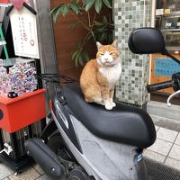 2018 11月 ふっこう割レンタカー付きフリープラン高知愛媛二泊三日の旅 松山市内散策すると猫に会いました編 