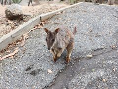 オーストラリア2018 前編 出発～ケアンズ～ポートダグラス～トリニティ編