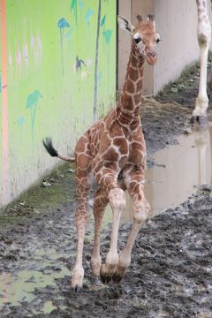 北海道レッサーパンダ遠征＆温泉ホテルとグルメの旅（４）旭山動物園（後編）もうじゅう館・きりん舎・かば館・オオカミの森・エゾシカの森～ぎりぎり見られた元気なキリンの赤ちゃんや大きくなったアムールヒョウの子供たち