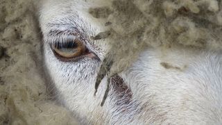 円山動物園の住人たちに会いに行く／食いしん坊のぶらり旅「北海道編」