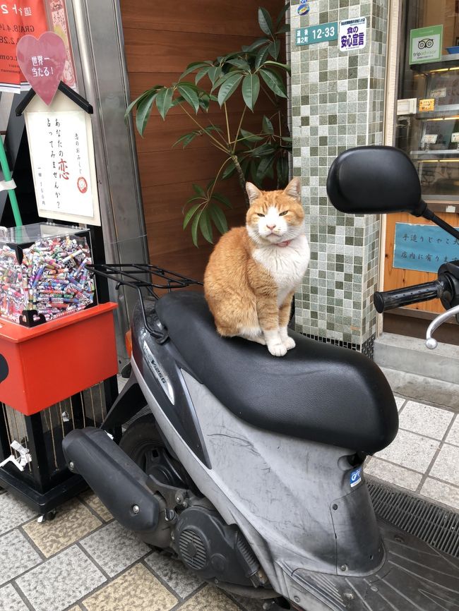 2日目の宿泊場所の道後温泉から街をぶらぶらすると猫によく出会いました。<br />ブログ主妻は猫が好き！！<br />道後温泉から松山城までの道筋で出会った猫と<br />ぶらぶらしながら気になったところと何を食べたかという<br />だらだら旅行記です。