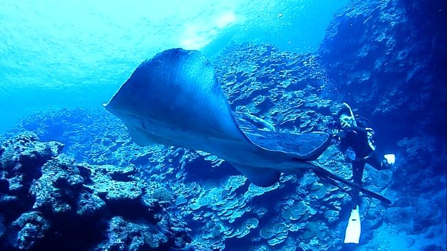 粟国島でダイビングとアオリイカ釣りしてきました。<br />5月に行って、いい島だな～と思ったので、再訪。<br />良いなと思ったところは1年以内に再訪する派です。<br />前回1泊2日wだったので、今回はのんびり3泊4日。