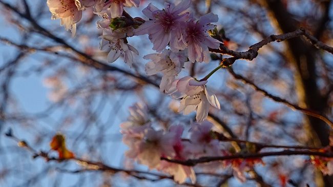 その1からの続きです。<br /><br />写真は、東野地区の苗圃に咲く十月桜。