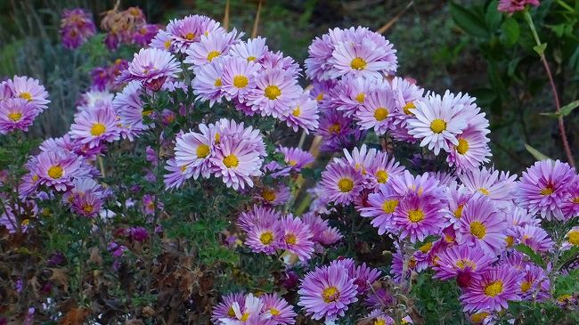 その2からの続きです。 <br /><br />写真は、大野地区に咲く菊の花。