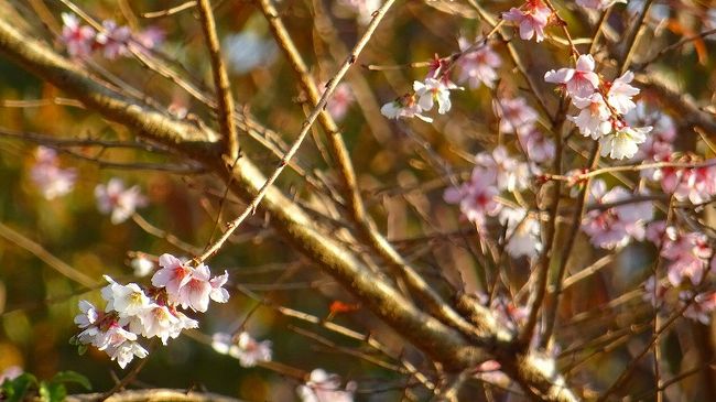 その3からの続きです。 <br /><br />写真は、大野地区に咲く十月桜。