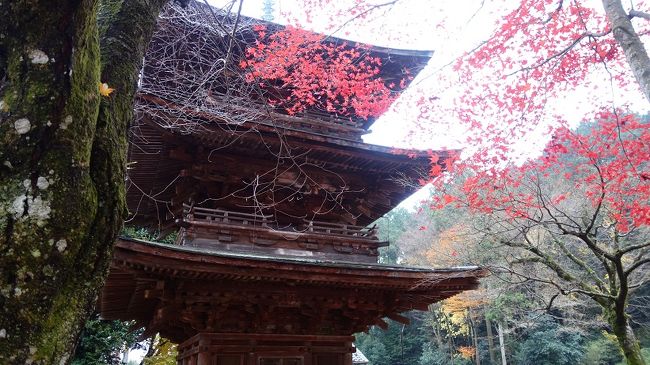 <br /><br />　湖東と北、そして三重への旅に、丁度それぞれの紅葉の時期と重なり美しい眺めと歴史そして美術に触れることが出来ました。今年の紅葉はと言うより近年の紅葉は「高揚」が無いような気がします。だらだらと何時がはじまりか終わりかはっきりとしない。紅葉にきちんとケジメをつけろというのも可笑しいが、近年は区切りが見えてこない紅葉が多いように感じます。朝のテレビ番組泣かせですね、関西なら滋賀からはじまり和歌山あたりで一週間の日程を組んで流していましたが。ここ数年はスポット物が多いような気がします。<br /><br />　柏原城跡徳源院三重の塔