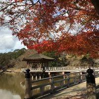 奈良公園で鹿にまみれる休日　　紅葉見に来たんやけどなぁ～(^^;)