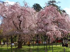 2018年4月　そうだ京都へ行こう！（花見旅行編　Part１）