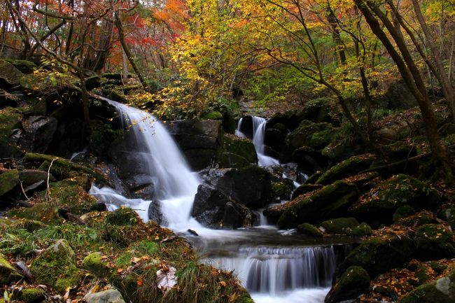 ☆今年も“東北最南端の矢祭町”にある滝川渓谷の紅葉を見に行ってきました。<br />東北最南端ではありますが決して最後の紅葉ではありません。<br />東北最後の紅葉は太平洋沿岸部のいわき市龍神峡の紅葉です。<br />紅葉は単に緯度や標高だけでなく沿岸と内陸の違いなど<br />複雑に絡み合うので面積の広い福島県の紅葉は１０月初旬～１２月中旬まで<br />長い間楽しむことができます。<br /><br />一般的な滝の紅葉なら例年を参考にして紅葉具合を予想しますが、<br />“滝川渓谷”のように高低差がある場合、どの地点の滝や紅葉をメインに見たいかで訪れるべき時期も違ってきます。<br />さらに高低差は元より日当たり状況や地形によっても紅葉＆落葉に差があるので、一度に全部の紅葉がMAXにはなり得ないので予想がかなり難しいです。<br /><br />滝川渓谷の遊歩道は上流、下流どちらスタートでも探勝できるので<br />訪れたときの紅葉具合で選ぶこともできます。<br />いつもは下流からスタートして山頂でＵターンしていましたが<br />今回は他にも行きたいスポットがあったので紅葉の遅い下流域はパスして<br />上流だけを楽しみました。<br />