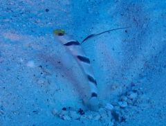 冬でも暖かい沖縄へ（１９）美ら海・水納島へ遠征。海の青さが際立ち。チンアナゴ、ネジリンボウ、かなり寄ってもかくれない！