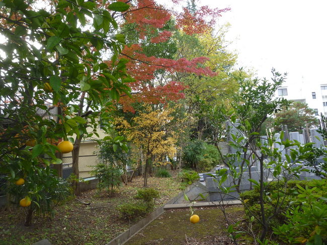 【世田谷(北沢河緑道・善性寺・赤松ぼっくり庭園緑地・菅原神社)の紅葉 2018/12/03】<br /><br />北沢川緑道⇒善性寺⇒赤松ぼっくり庭園緑地⇒菅原神社<br /><br />北沢川緑道を散策。昔は綺麗な川で、ザリガニやドジョウ取りをしました。<br />いい思い出です。<br /><br />善性寺を散策。ここは、こじんまりした綺麗なお寺で、竹林、赤、黄の黄葉を楽しむことができます。<br />ローカルのお寺ですが、地元の人から「お不動様」と呼ばれ、親しまれているお寺でした。昔は、今の様に綺麗ではなく、住職が不在のお寺で、荒れ寺でしたが、境内には、子供の遊びが設けられており、四季折々の、映画会、演芸などが開催されて、区民の憩いの場所でした。綺麗なお寺がいいのか、区民の憩いの場所がいいのか、どちらがいいのでしょう。<br />所在地： 〒154-0021 東京都世田谷区豪徳寺１丁目５５<br /><br />赤松ぼっくり庭園緑地の紅葉 <br />自宅へ戻るので、菅原天神通りを歩き、明大前駅まで歩きました。途中、赤松ぼっくり庭園緑地に立ち寄りました。世田谷区には、大邸宅が数多く残っており、ここも、前は大邸宅でした。<br />暫く、荒れたまま放置されたままでしたが、いつの間にか、公園に生まれ変わっていました。<br />所在地： 〒156-0044 東京都世田谷区赤堤２丁目５１－２２<br />営業時間：9時00分～17時00分<br /><br />菅原天神通りにある菅原神社にも立ち寄りました。菅原道真公が祀られており、世田谷百景にも選ばれています。境内には、お子さん連れの家族が一組お参りをしていました。ここの紅葉は、それほどではありませんでした。<br />所在地： 〒156-0043 東京都世田谷区松原３丁目２０－１６<br />電話： 03-3321-6665