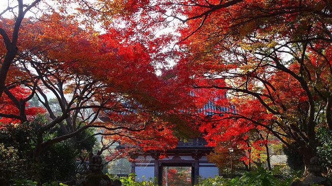 車で池田市へ行く時は、何時も3点セットで、城址公園・動物園・緑化植物園ですが、今回は緑化植物園を止めて、花の寺と言われる久安寺の紅葉を見せて貰いに行きました。<br /><br />参拝に来ている方達は、重いカメラと三脚を持ったカメラマンが多く、そんな中でワシはバカチョンのデジカメを持って、質より量とばかりに、撮影して来ました。<br />十月桜の木が2本あり、そのうちの1本だけどうにか花が残っていて、カメラを構えている方が居たので、城址公園に行きましたかと問えば、行ってないと言うので、城址公園では多分紅葉と桜のコラボが撮れると思いますと、教えて差し上げました。<br /><br />写真が多いので4冊になっています。<br /><br />写真は、参道の内側から見た、紅葉と山門。この紅葉の下を潜り本堂へ向かいます。