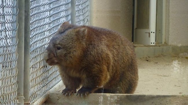 最後は、五月山動物園のウォンバットに会いに行ってから、帰宅しました。<br /><br />写真は、檻の中のウォンバット。