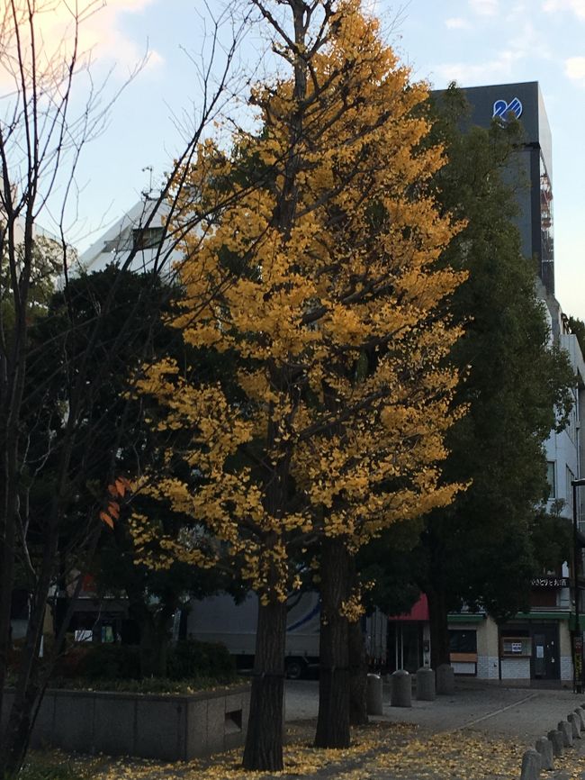 同窓会があり、久し振りに御茶ノ水に行って来ました。<br /><br />御茶ノ水には、何か縁があります。<br />父の会社があり小さい頃、良く行っていました。<br />高校の頃、レポートの資料探しに古本屋に通って<br />いました。<br />就職して会社の本社が側にあり、ある日転勤で<br />本社勤めになり12年通いました。<br />今は、長男の会社が御茶ノ水にあります。<br /><br />そんな御茶ノ水に行った折には、喫茶店に寄って<br />コーヒーを飲んでいたので、今回、同窓会の前に<br />少し早く行ってコーヒーを飲むことにしました。