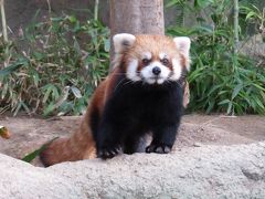 冬のレッサーパンダ紀行【２】神戸どうぶつ王国＆神戸市立王子動物園＆姫路市立動物園　ようこそ、神戸へ！！お婿入り後長らく非展示だったレモン君に会えました！！＠こべど　望外の即席リンゴタイムに大歓喜！！＠王子　そして、休園前の姫路ズーの様子