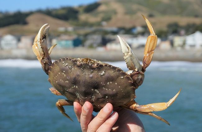 こんにちはかなたです。カリフォルニア州では大体、11月初頭から6月末まで、ダンジネスクラブ（カニ）釣りが解禁されていて、ピアなどでカニ釣りが楽しめます。<br />今回、ダンジネスクラブを釣りにやってきたのは「パシフィカ ミュニシパル ピア」という公共の桟橋。地元ではかなり有名なポイントです。ちなみにここではカリフォルニアの釣りライセンスはいりません。簡単に楽しめるダンジネスクラブ釣りをご紹介します！！（＾ー＾）<br /><br />また、この「ダンジネスクラブ(カニ)を釣る！クジラも見れる！カリフォルニア州 サンフランシスコ近郊　パシフィカ」の詳細も含め、アメリカでの釣り/アウトドアについてこちらのサイトで紹介しています。興味のある方は是非どうぞ。<br />(*´∀｀)ﾉ<br />https://fishing-outdoor.com