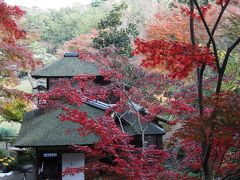 横浜三渓園の紅葉、やはり今年は・・・。