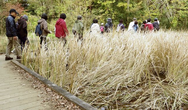 Japan　昭和記念公園自然観察ツアー2018年11月　～ミツバチばあやの冒険～