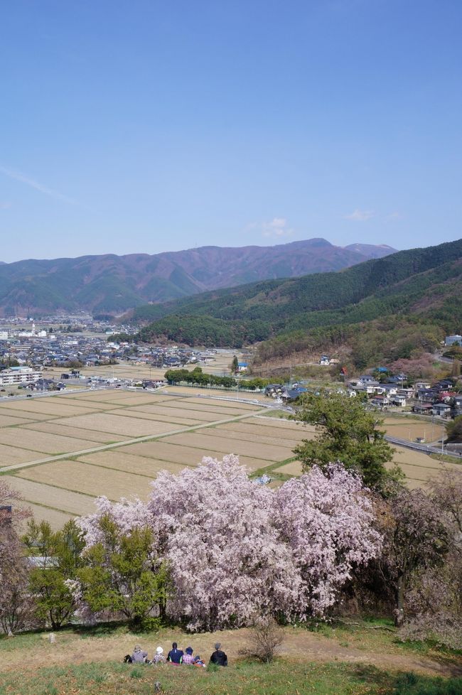 一山が全部桜で覆われている、松本市にある弘法山古墳へ桜を見に行ったが、<br />残念ながら前日の強風で殆ど散ってしまっていた