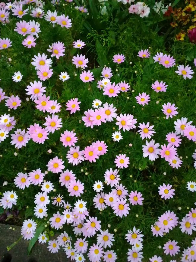 花・花・花の横浜