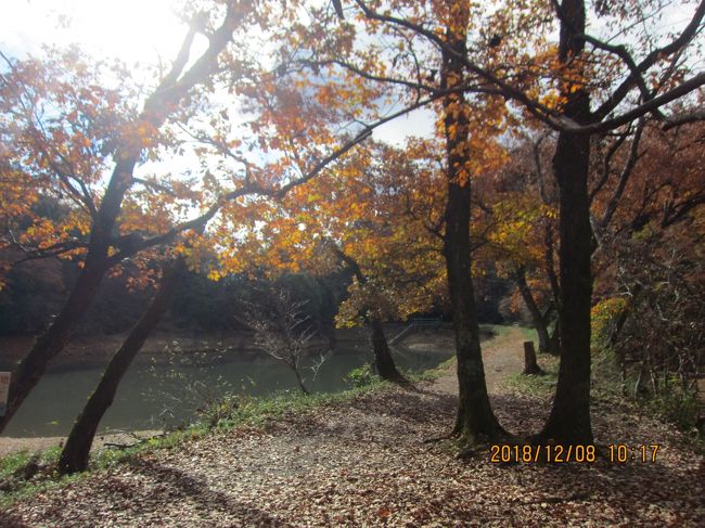 名鉄広見線の善師野駅をスタートして、熊野神社から大洞池を経由し、東海道自然歩道の大平林道を通り、不老滝の観音様を見ながら、紅葉の名所である寂光院をお参りし、手作りハムのサイトウハムで、美味しいソウセイジを購入して、名鉄犬山駅までのコースです。