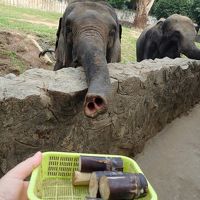 ミャンマー④：ヤンゴン動物園とダウンタウン散歩で、帰国