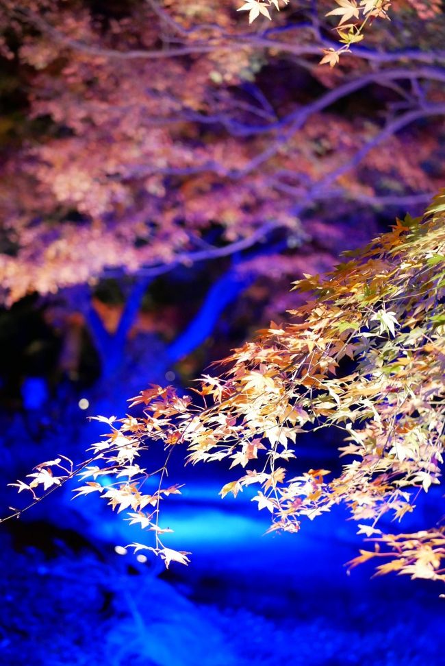 一昨年も去年も訪れた時はまだ紅葉しておらず、振られっぱなし。<br />今年こそリベンジして週末のライトアップ紅葉に行ってきました♪<br />今回はちょうど見頃の時期だったので、大満足◎