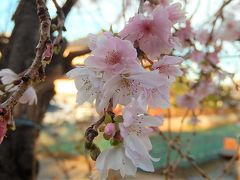 その後の亀久保西公園の冬桜