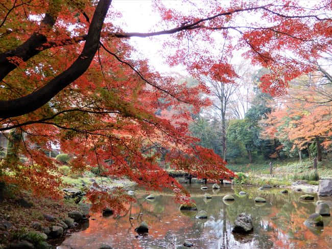 なかなか紅葉のタイミングが合わず、結局遅れ気味でしたが、<br />なんとか小石川後楽園の紅葉が見られました。<br />神宮外苑銀杏並木~豪徳寺~小石川後楽園