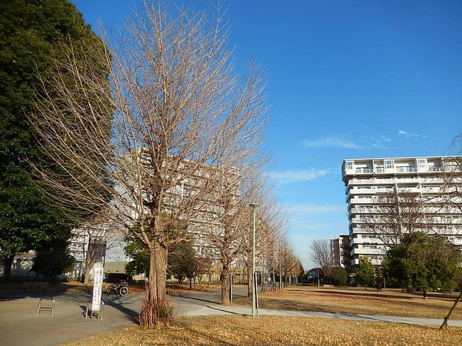 12月10日、午後2時半過ぎに所用があり、その序に福岡中央公園を訪問しました。　一週間前にはイチョウの黄葉が見られましたがイチョウの葉は全く無くなり、冬本番になっている風景でした。<br /><br /><br /><br /><br />＊写真は福岡中央公園の風景