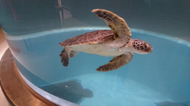 ふっこう割で訪れた、愛媛と高知。<br />その2は、高知県のむろと廃校水族館とアンパンマンミュージアムに行った旅行記です。<br />どちらも車でないと行きにくくて時間がかかりましたが、楽しかったので行ってよかったです！