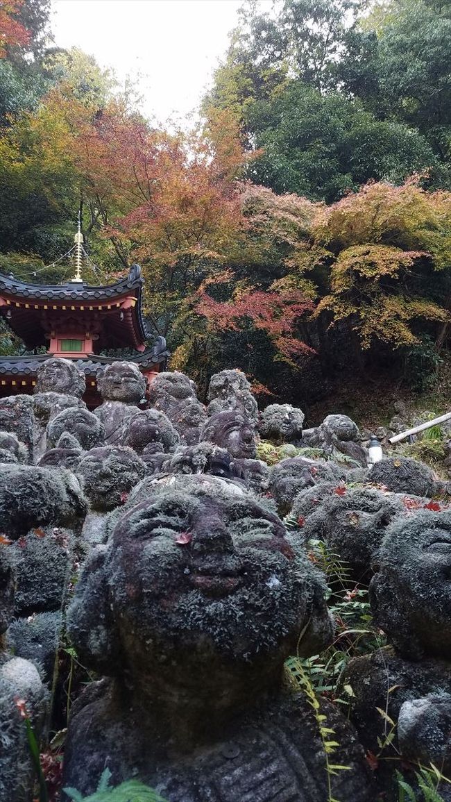 京都旅行２日目は…<br />嵐山、嵯峨野方面で丸１日過ごす予定。<br />まだちょっと紅葉には早いかなぁ？と思いつつ出かけてみました。<br />一応ざっくりコースは決めてましたが、あとは現地で適当に歩きまわり…<br />成行き旅な感じでしたがすごく楽しめました。<br /><br />翌日、旅行最終日はまたまた南座へ。<br />今度は昼の部観劇です。<br />その前後にちょこっと観光して、夕方の新幹線で帰京。<br /><br />良く歩いた旅でした。<br />２日目はなんと３万歩！<br />私は歩くの大好きだからずんずん歩いてずんずん観光するんで<br />同行者は大変だったかも…<br />でも、いっぱい美味しいものもいただき、たくさん観光して。<br />すごく楽しめました。<br />またいつか京都行きたいなぁ