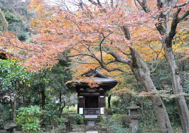 古都鎌倉　紅葉巡り　２０１８　円覚寺、東慶寺、浄智寺、源氏山、大仏、長谷寺