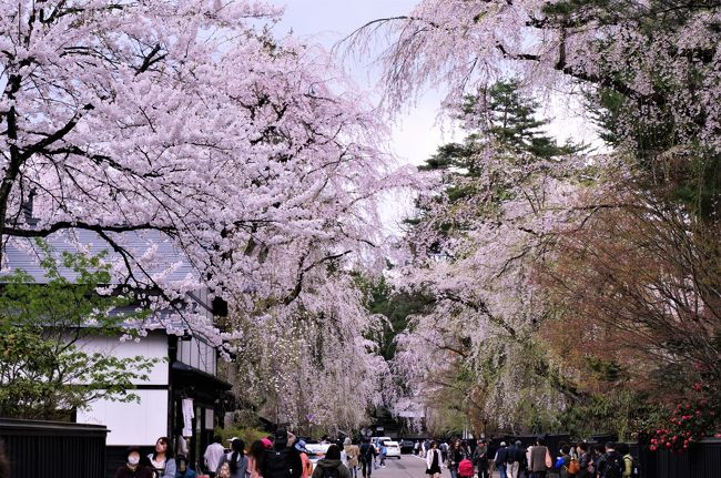 ５泊６日の東北の旅<br />５日目、大曲から路線バスで角館へシダレ桜を見に行く<br />帰りに、羽後長野により少し街歩き、夜は横手までお風呂に入りに行く