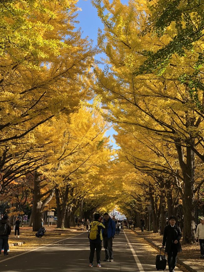 2018年秋、代わり映えしないけど、今年も安定の紅葉名所めぐりを楽しみました。<br /><br />10月中旬の朱鞠内湖プラス幌加内町の新そば巡り<br />　　　→　https://4travel.jp/travelogue/11413121<br />そして10月末の平岡樹芸センターの、「ノムラモミジ」の真っ赤なトンネルの様子見<br />　　　→　https://4travel.jp/travelogue/11413125<br />そして、今回の旅行記では、11月の初めの北大銀杏並木、そして冬季閉園に向けて最後の公開日の平岡樹芸センター、とおまけの積丹でのアワビ三昧。<br /><br />秋、北海道は駆け足の紅葉、そして山の幸海の幸のおいしいものも楽しめる秋です。