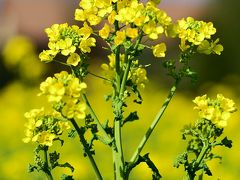 大神ファームの菜の花　2018暮