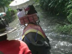 amazing　THAILAND！　（４）エレファント・ビレッジで象乗りトレッキング体験・・・