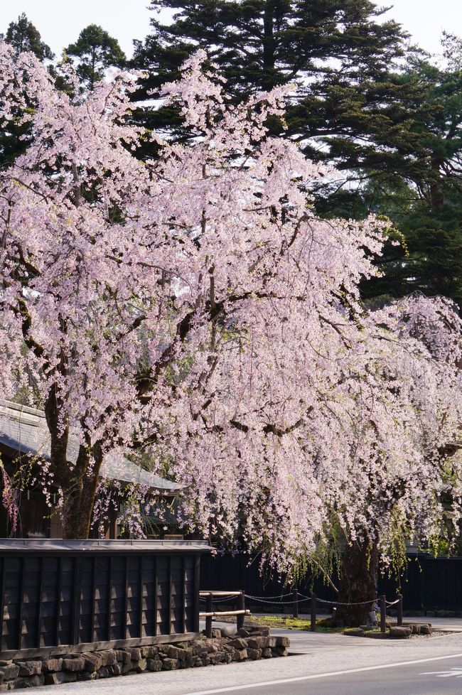 ５泊６日東北の旅<br />最終日は、一度は自分の目で見てみたいと思っていた、<br />角館のしだれ桜を、帰る時間が来るまで思いっきり満喫